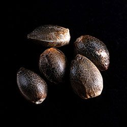Ginger Punch Auto – 5+2 Seed
