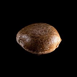 Gnomo Auto – 1 Seed