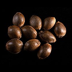 Gnomo Auto – 10+3 Seed