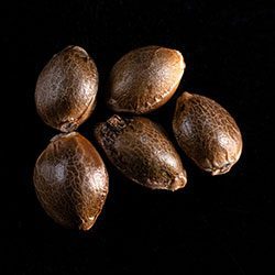Gnomo Auto – 5+2 Seed
