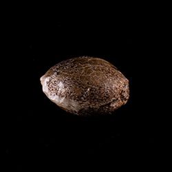 Gorilla King Auto – 1 Seed