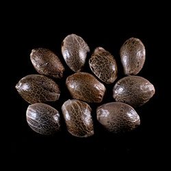 Gorilla King Auto – 10+3 Seed
