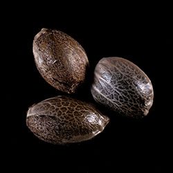 Gorilla King Auto – 3+1 Seed