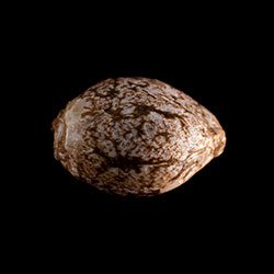 GSC – 1 Seed