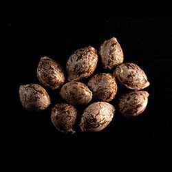 GSC – 10+3 Seed