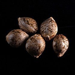 GSC – 5+2 Seed