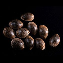 Gypsy Kush – 10+3 Seed