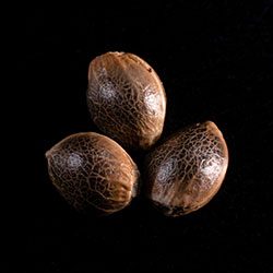 Gypsy Kush – 3+1 Seed