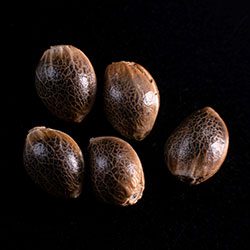 Gypsy Kush – 5+2 Seed