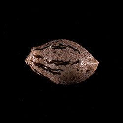 Hellfire OG – 1 Seed