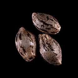 Hellfire OG – 3+1 Seed