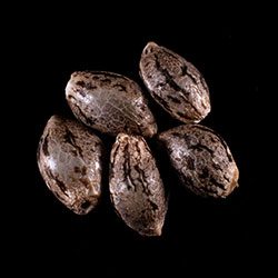 Hellfire OG – 5+2 Seed