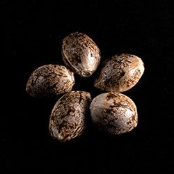 Indica Cream – 5+2 Seed