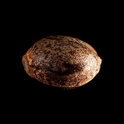 Kama Kush CBD – 1 Seed