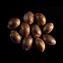 Kama Kush CBD – 10+3 Seed