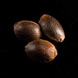 Kama Kush CBD – 3+1 Seed