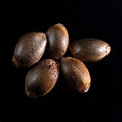 Kama Kush CBD – 5+2 Seed