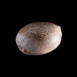 Karibbean Mango – 1 Seed
