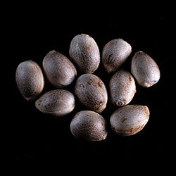 Karibbean Mango – 10+3 Seed