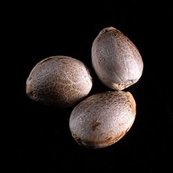 Karibbean Mango – 3+1 Seed