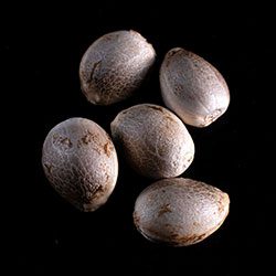 Karibbean Mango – 5+2 Seed