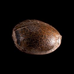 Kickass Auto – 1 Seed