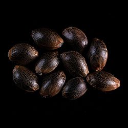 Kickass Auto – 10+3 Seed