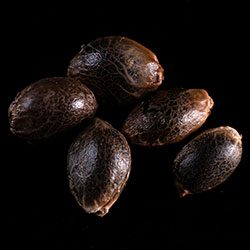 Kickass Auto – 5+2 Seed