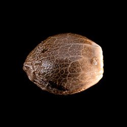 Kritic Auto – 1 Seed