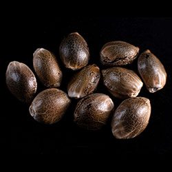 Kritic Auto – 10+3 Seed