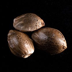 Kritic Auto – 3+1 Seed