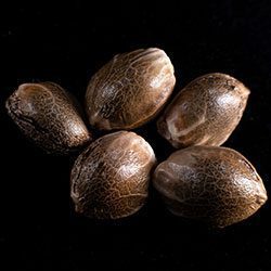 Kritic Auto – 5+2 Seed