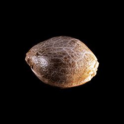 Kritikal-K – 1 Seed