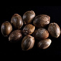Kritikal-K – 10+3 Seed