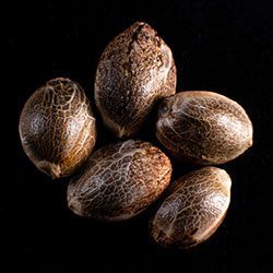 Kritikal-K – 5+2 Seed
