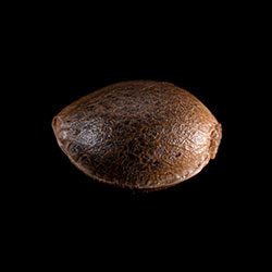 La Blanca – 1 Seed