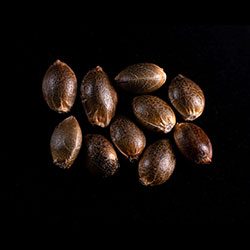 Lemon Haze Auto – 10+3 Seed