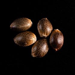 Lemon Haze Auto – 5+2 Seed