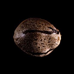 Mikromachine Auto – 1 Seed