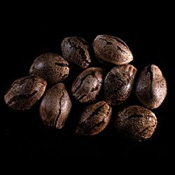 Mikromachine Auto – 10+3 Seed