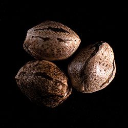 Mikromachine Auto – 3+1 Seed