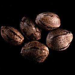 Mikromachine Auto – 5+2 Seed