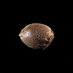 Mimosa Dream – 1 Seed