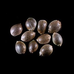 Mimosa Dream – 10+3 Seed