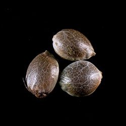 Mimosa Dream – 3+1 Seed