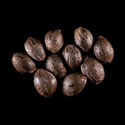 Monkey Grease – 10+3 Seed