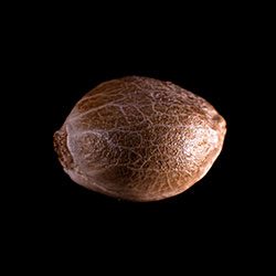Purple Kush – 1 Seed