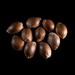 Purple Kush – 10+3 Seed
