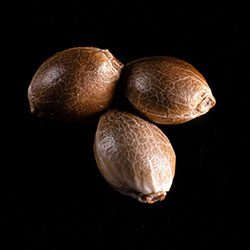 Purple Kush – 3+1 Seed