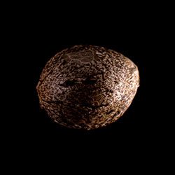 Silver Widow – 1 Seed